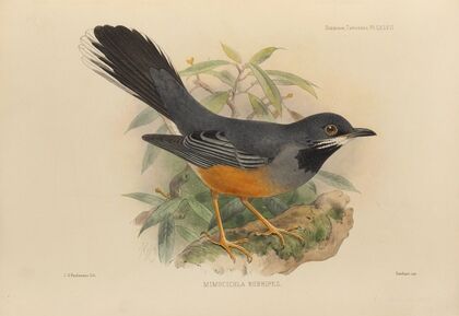 Mimocichla Rubripes (1899-1902)