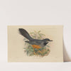 Mimocichla Rubripes (1899-1902) by Henry Seebohm