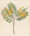 Mimosa [Acacia caffra]