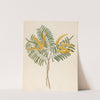 Mimosa [Acacia caffra] by Clemenz Heinrich Wehdemann