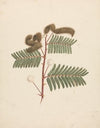Mimosa pigra (L.)