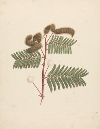 Mimosa pigra (L.)