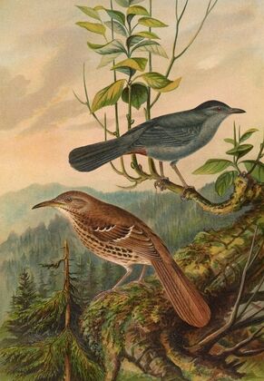 Mimus carolinensis, Harporhynchus rufus