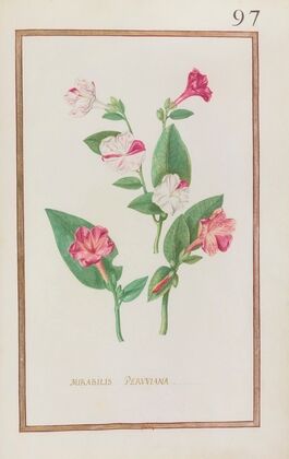 Mirabilis peruviana (1624)