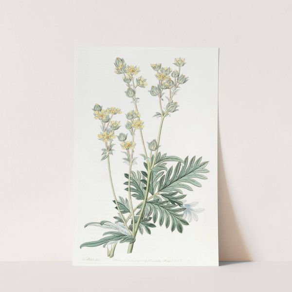 Misssouri Cinquefoil by Sydenham Edwards