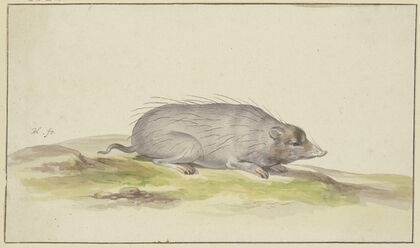 Mole to the right