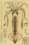Mollusca II