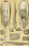 Mollusca III