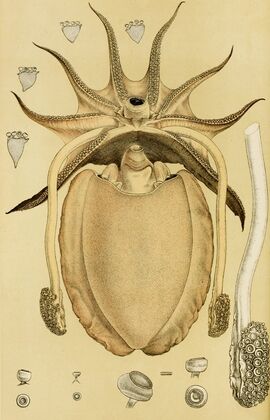 Mollusca IV