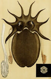 Mollusca V