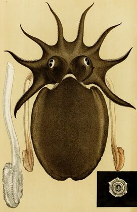 Mollusca V