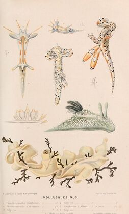 Mollusques nus II