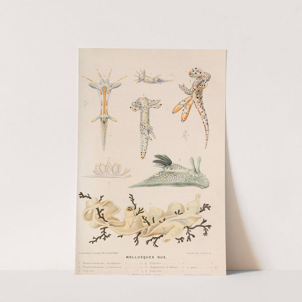 Mollusques nus II (1866) by Alfred Frédol