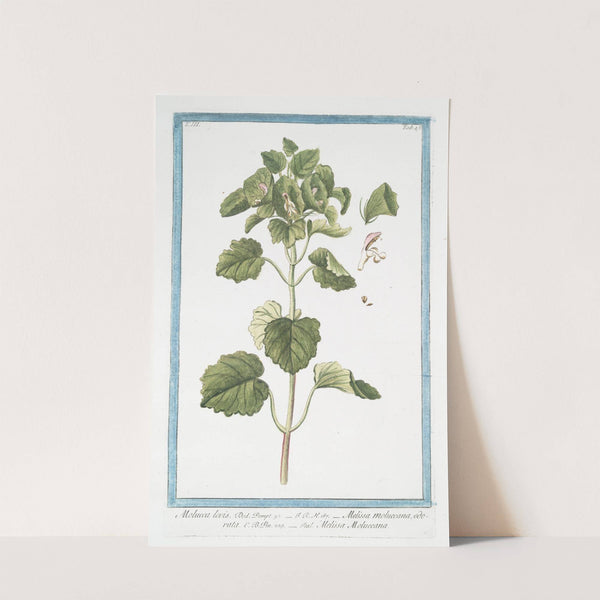 Molucca levis - Melissa Moluccana, odorata, Melissa Moluccana by Giorgio Bonelli