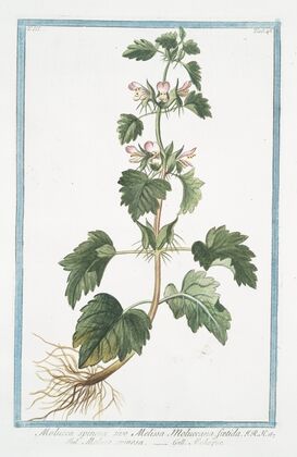 Molucca spinosa, sive Melissa Moluccana, foetida – Moluca spinosa – Moluque. (Spiny Molucca)