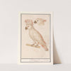 Molukkenkaketoe (Cacatua moluccensis) Psittacus albus Cristatus. Kakatoës (1596-1610) by Anselmus Boëtius de Boodt