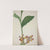 Mon Jardin a Ceylan Pl.001 (1896) by George De Alwis