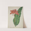 Mon Jardin a Ceylan Pl.008 (1896) by George De Alwis