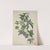 Mon Jardin a Ceylan Pl.009 (1896) by George De Alwis