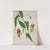 Mon Jardin a Ceylan Pl.010 (1896) by George De Alwis