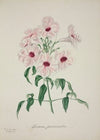 Mon Jardin a Ceylan Pl.013 (1896)