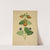 Mon Jardin a Ceylan Pl.019 (1896) by George De Alwis