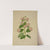 Mon Jardin a Ceylan Pl.020 (1896) by George De Alwis