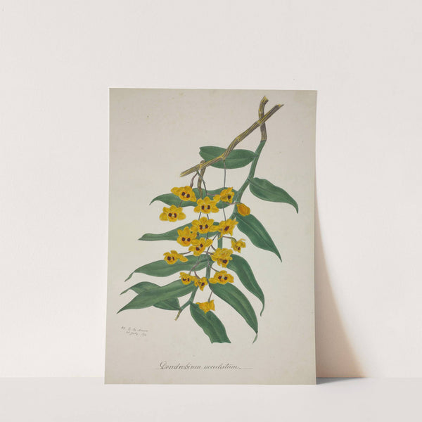 Mon Jardin a Ceylan Pl.030 (1896) by George De Alwis