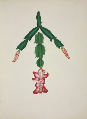 Mon Jardin a Ceylan Pl.059 (1896)