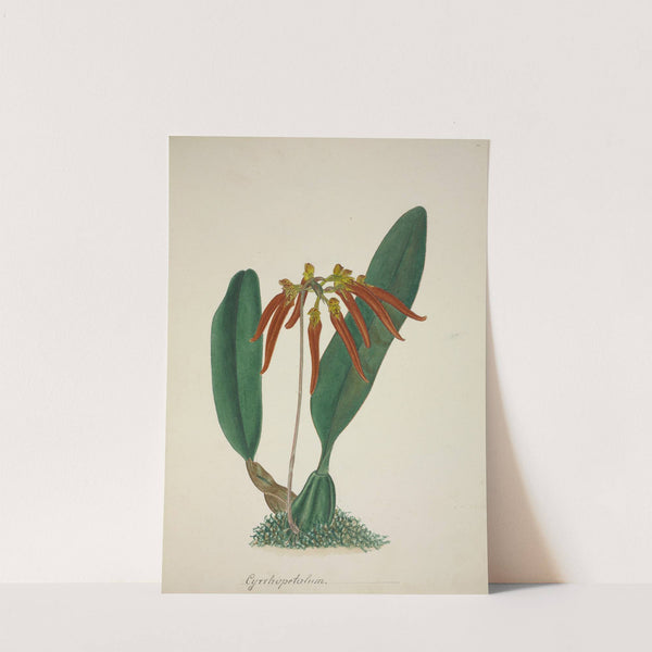 Mon Jardin a Ceylan Pl.065 (1896) by George De Alwis