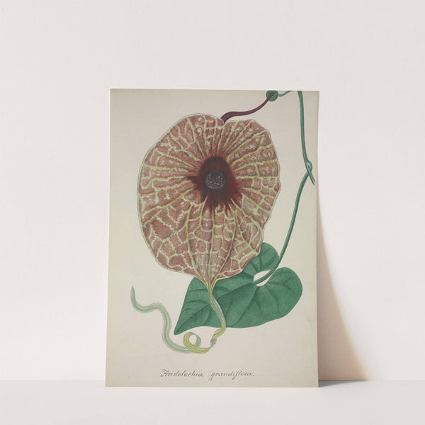 Mon Jardin a Ceylan Pl.073 (1896) by George De Alwis