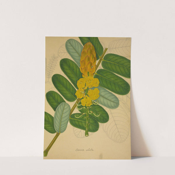 Mon Jardin a Ceylan Pl.080 (1896) by George De Alwis