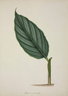 Mon Jardin a Ceylan Pl.083 (1896)