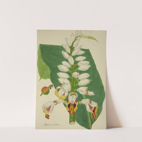 Mon Jardin a Ceylan Pl.102 (1896) by George De Alwis