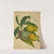 Mon Jardin a Ceylan Pl.126 (1896) by George De Alwis