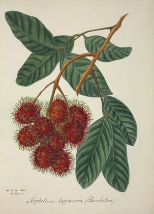 Mon Jardin a Ceylan Pl.135 (1896)
