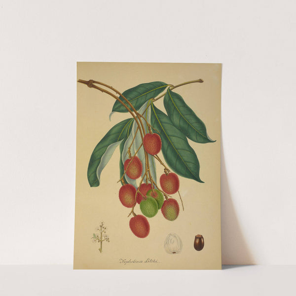 Mon Jardin a Ceylan Pl.137 (1896) by George De Alwis