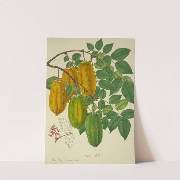 Mon Jardin a Ceylan Pl.140 (1896) by George De Alwis