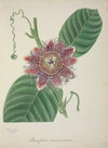 Mon Jardin a Ceylan Pl.145 (1896)