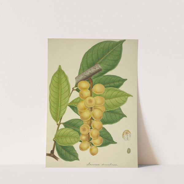 Mon Jardin a Ceylan Pl.150 (1896) by George De Alwis