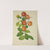 Mon Jardin a Ceylan Pl.155 (1896) by George De Alwis
