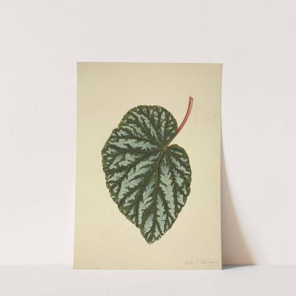 Mon Jardin a Ceylan Pl.196 (1896) by George De Alwis