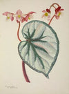 Mon Jardin a Ceylan Pl.252 (1896)