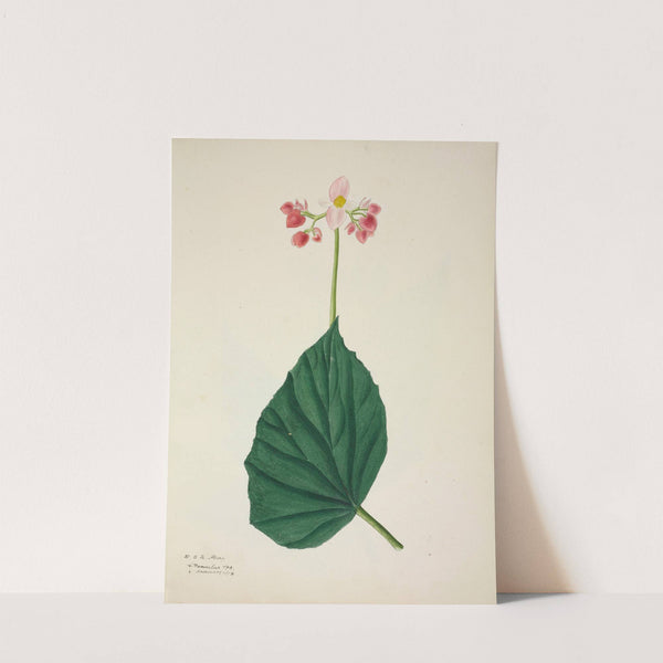 Mon Jardin a Ceylan Pl.266 (1896) by George De Alwis