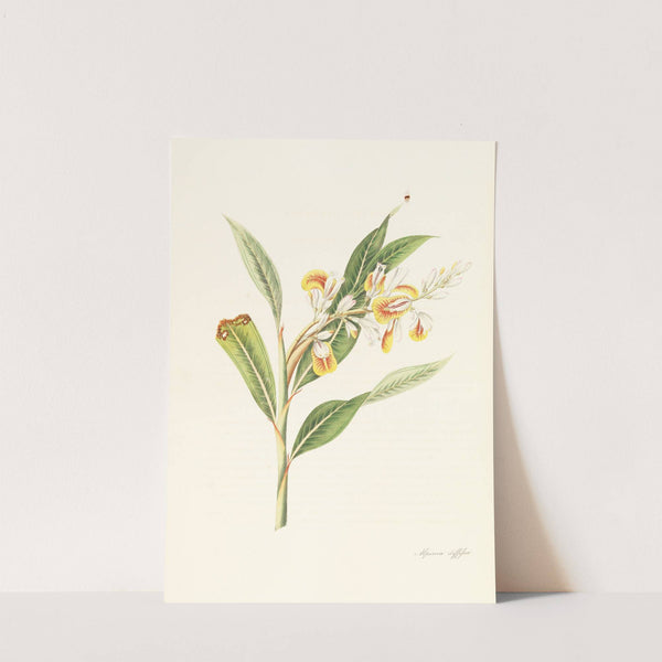 Monandrian Plants by William Roscoe