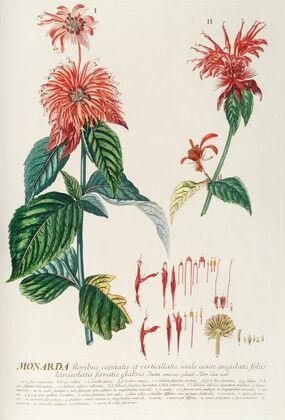 Monarda