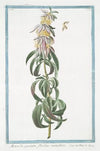 Monarda puntata, floribus verticillatis. (Spotted bee balm, Horse mint)