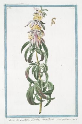 Monarda puntata, floribus verticillatis. (Spotted bee balm, Horse mint)