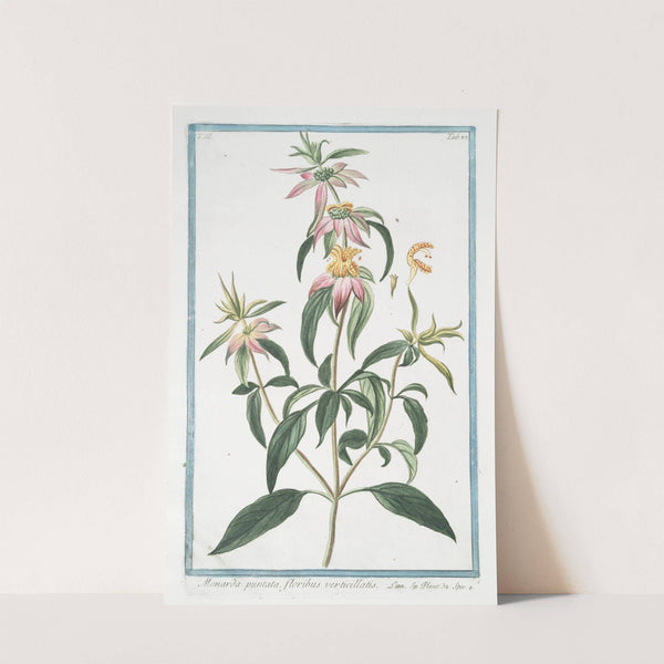 Monarda puntata, floribus verticillatis. (Spotted bee balm, Horse mint with blooming flowers) by Giorgio Bonelli