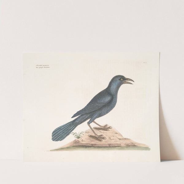 Monedula purpurea, The purple Jackdaw. by Mark Catesby